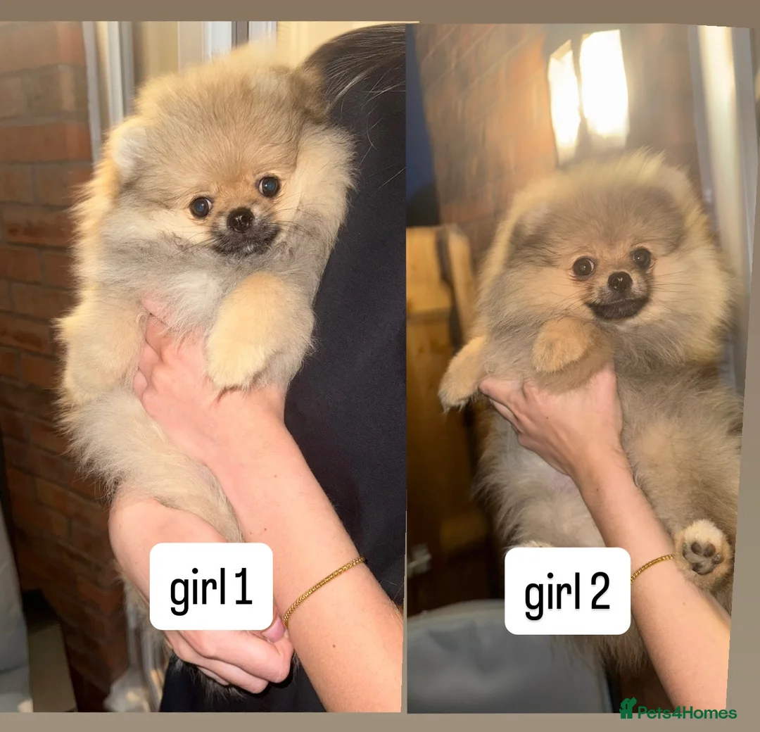 Pomeranian dogs for sale: 2 Gorgeous X-Small Pom Girls  - Advert 2