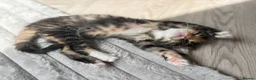 Mixed Breed cats for sale: Affectionate & Beautiful Ragdoll X Kittens - Advert 6