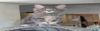 Friendly silver tabby boy