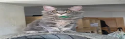 Maine Coon cats for sale: ❤️ TICA Registered Maine Coon Kittens Ready Now ❤️ - Advert 28