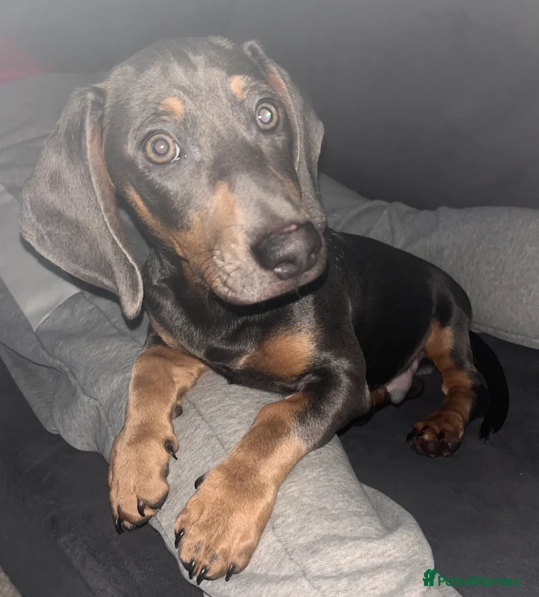 Dachshund dogs for sale: Sausage dog Blu  - Advert 5