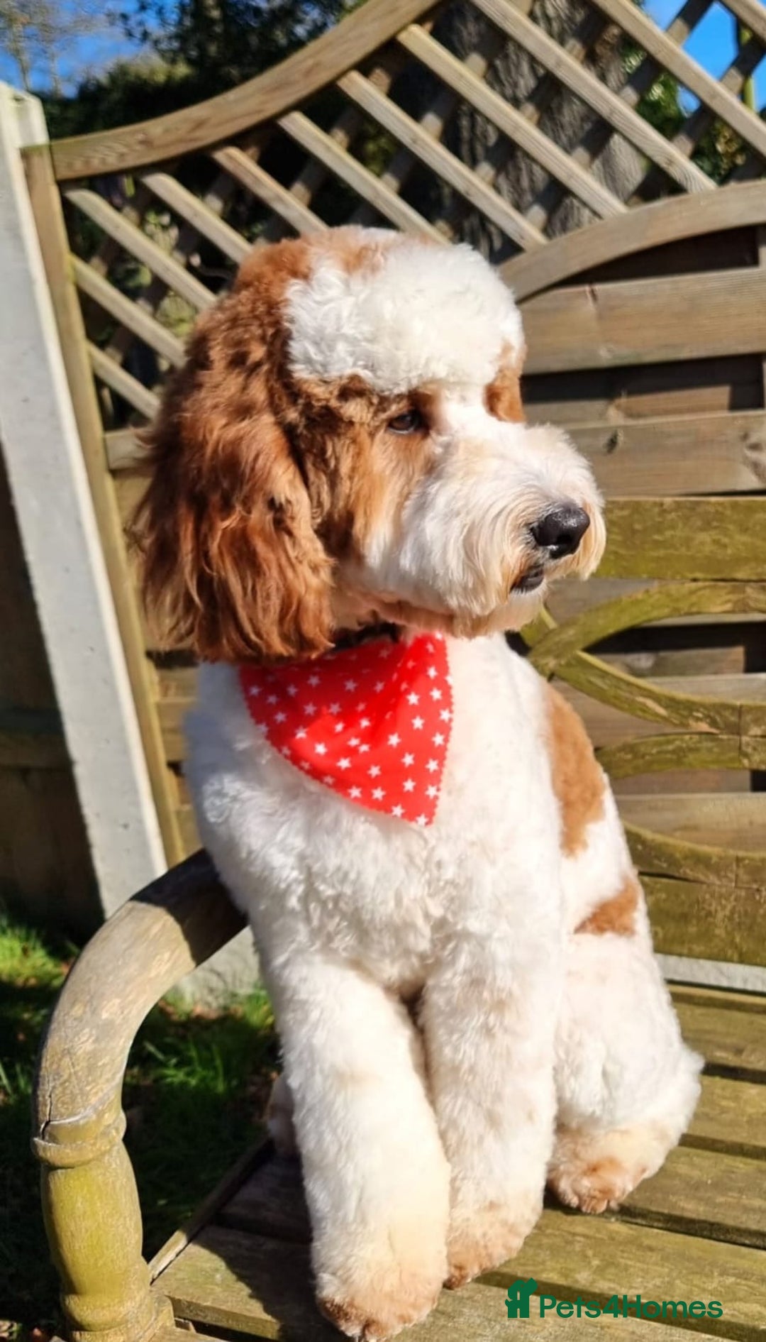 Mixed Breed dogs for sale: Australian Labradoodle due September 2025 - Image 8