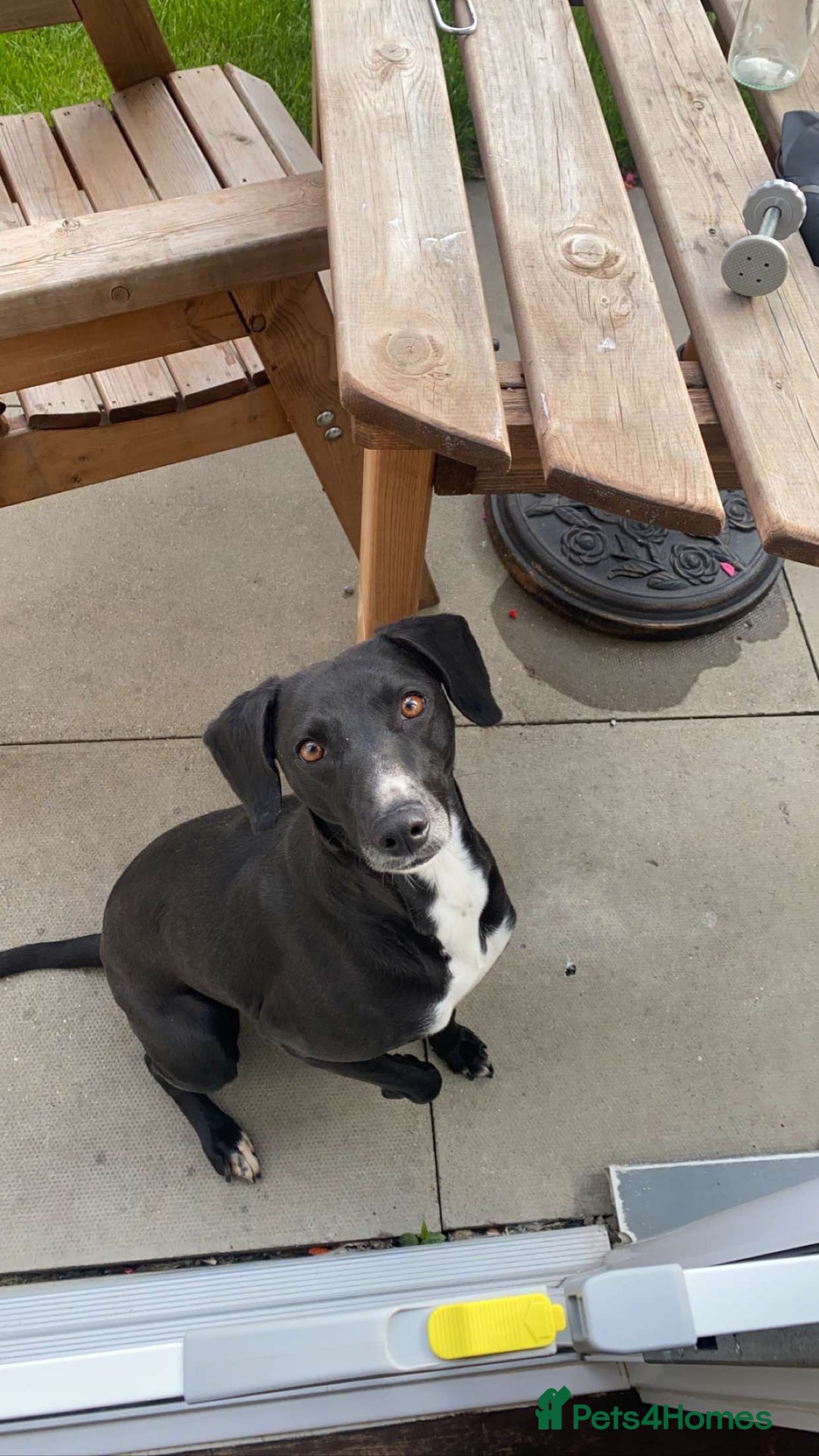 Mixed Breed dogs for sale: ✨ Staffordshire Bull Terrier × Whippet Puppies✨ - Advert 5