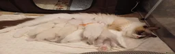 Ragdoll cats for sale: Pedigree ragdolls  in Southampton - Advert 24