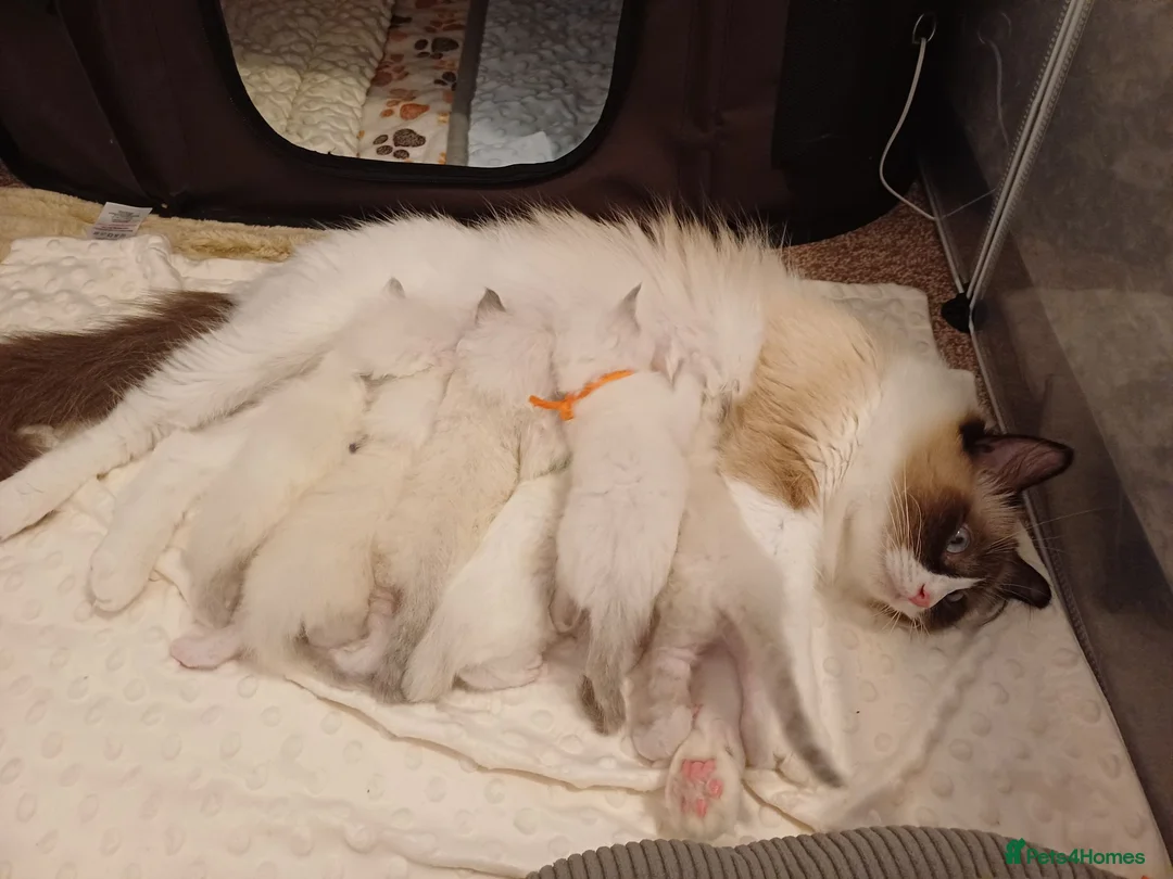 Ragdoll cats for sale: Pedigree ragdolls  in Southampton - Advert 24