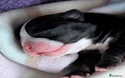 Old Tyme Bulldog dogs for sale: Old tyme bulldog pups  - Image 17