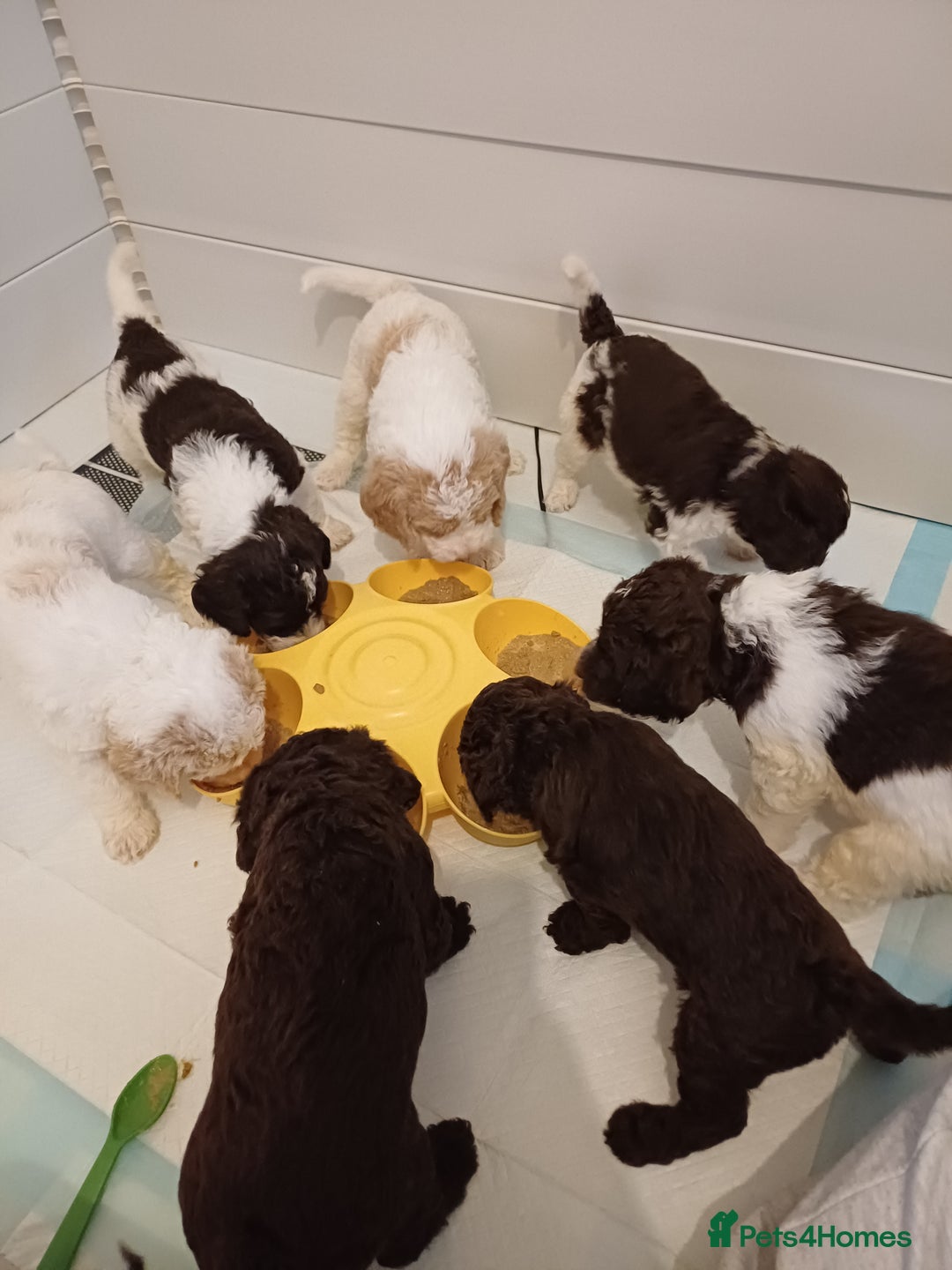Labradoodle dogs for sale: Lovable F3B Parti Labeadoodle Puppies  - Advert 29