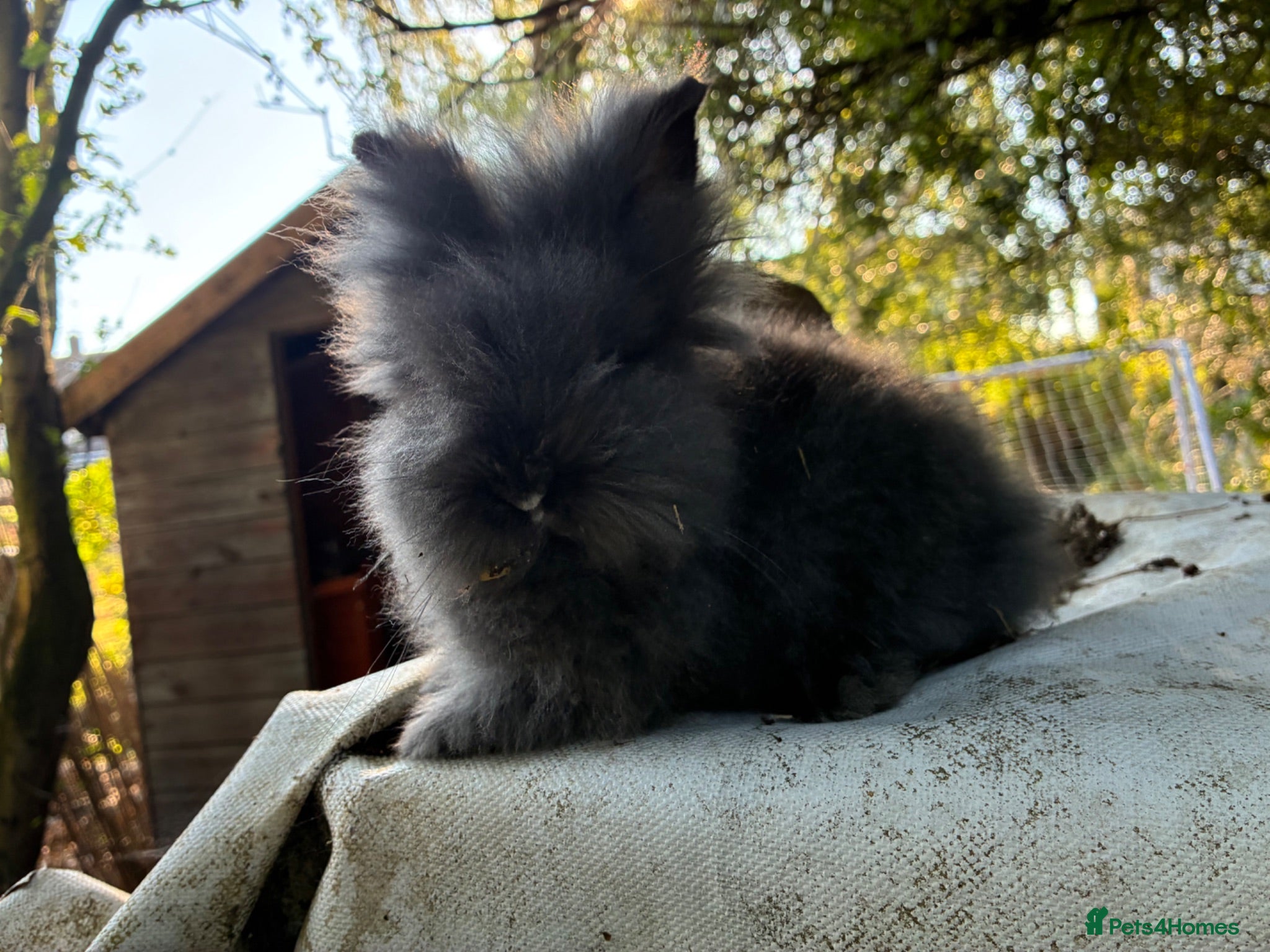 Lionhead rabbits 3 fluffy lionhead babies  - Advert 2