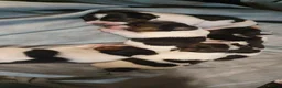 Jack Russell dogs for sale: GORGEOUS TRI-COLOURED JACK RUSSELL PUPPIES - Advert 2