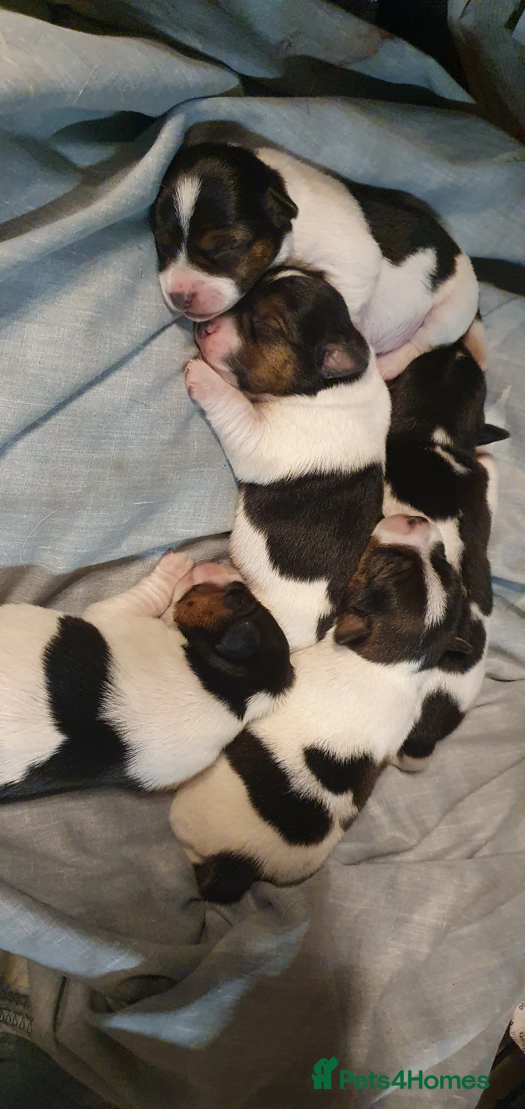 Jack Russell dogs for sale: GORGEOUS TRI-COLOURED JACK RUSSELL PUPPIES - Advert 2
