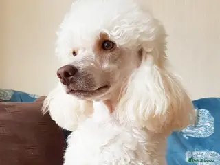 Poodle dogs KC registered miniature poodle stud in Bolton - Advert 1