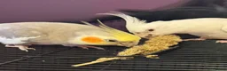 Cockatiels birds for sale: Pair of cockatiels  - Advert 9