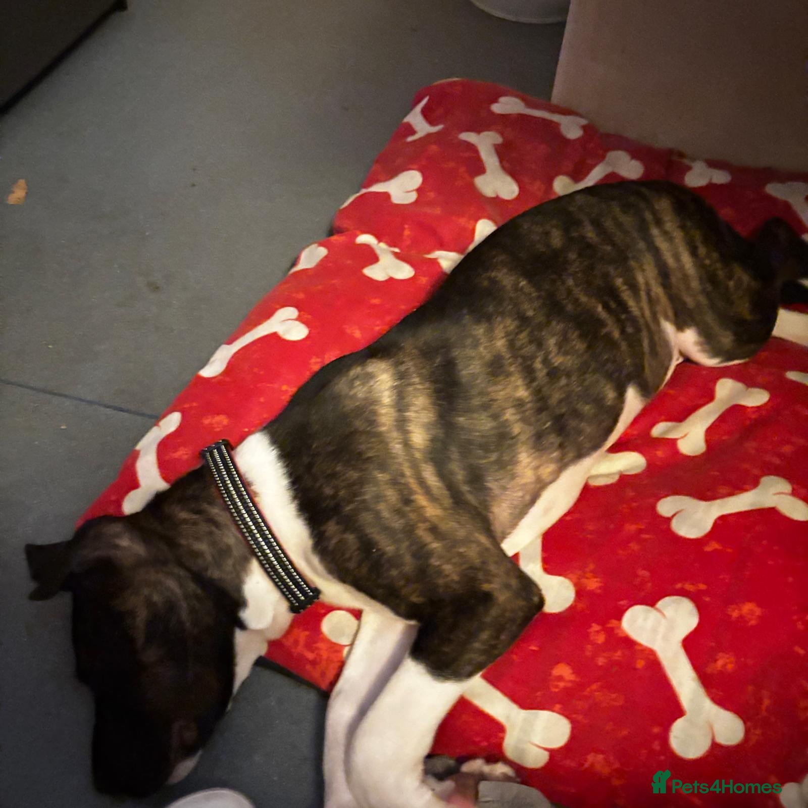 Mixed Breed dogs Juke - 7 month pup - Advert 2