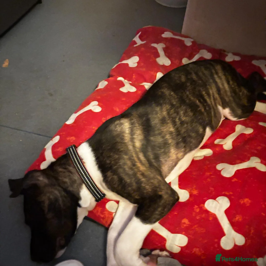 Mixed Breed dogs for sale: Juke - 7 month pup in Birmingham - Advert 1