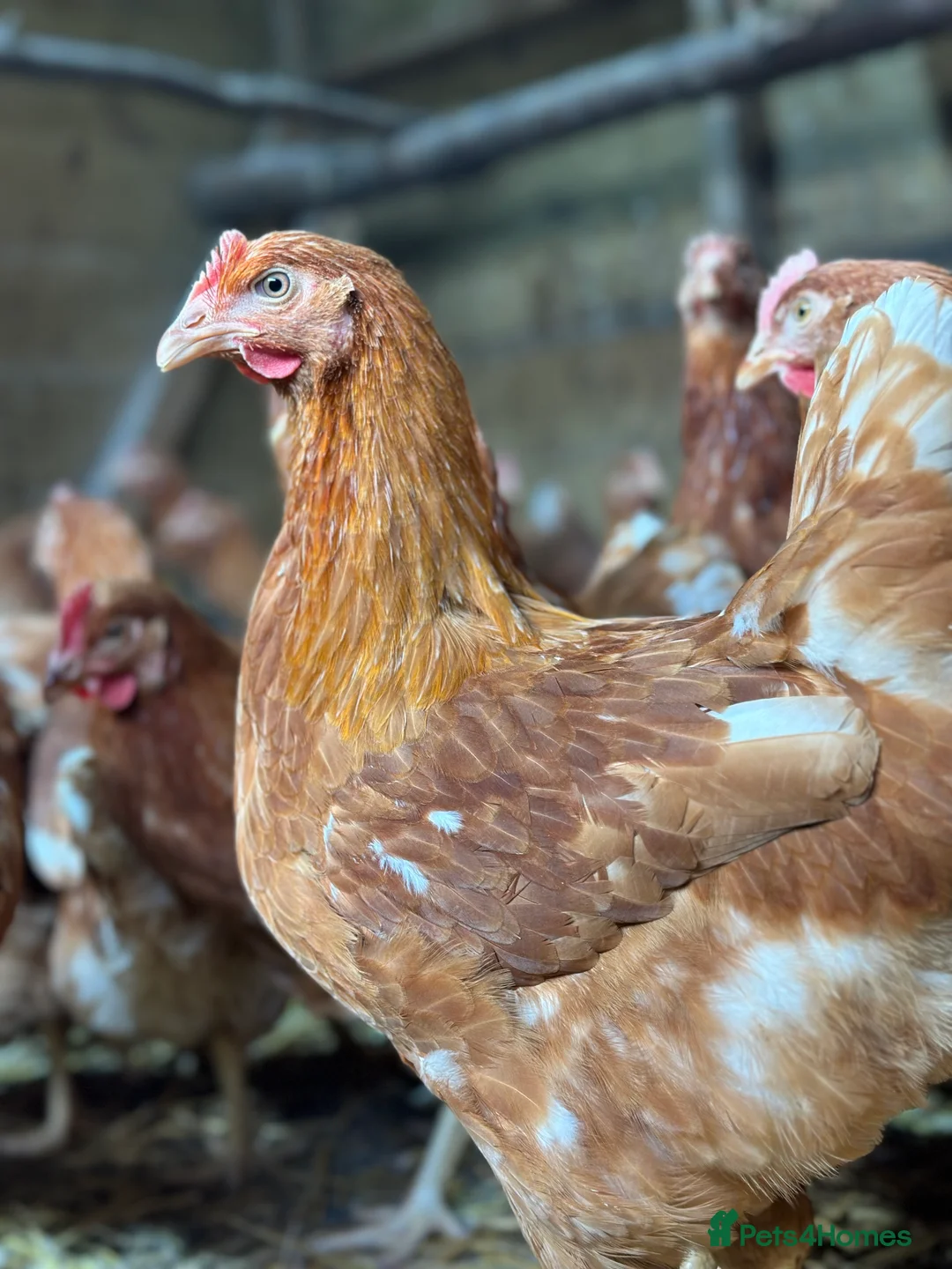 Chickens poultry for sale: All Colour POL Available  in Spalding - Advert 5