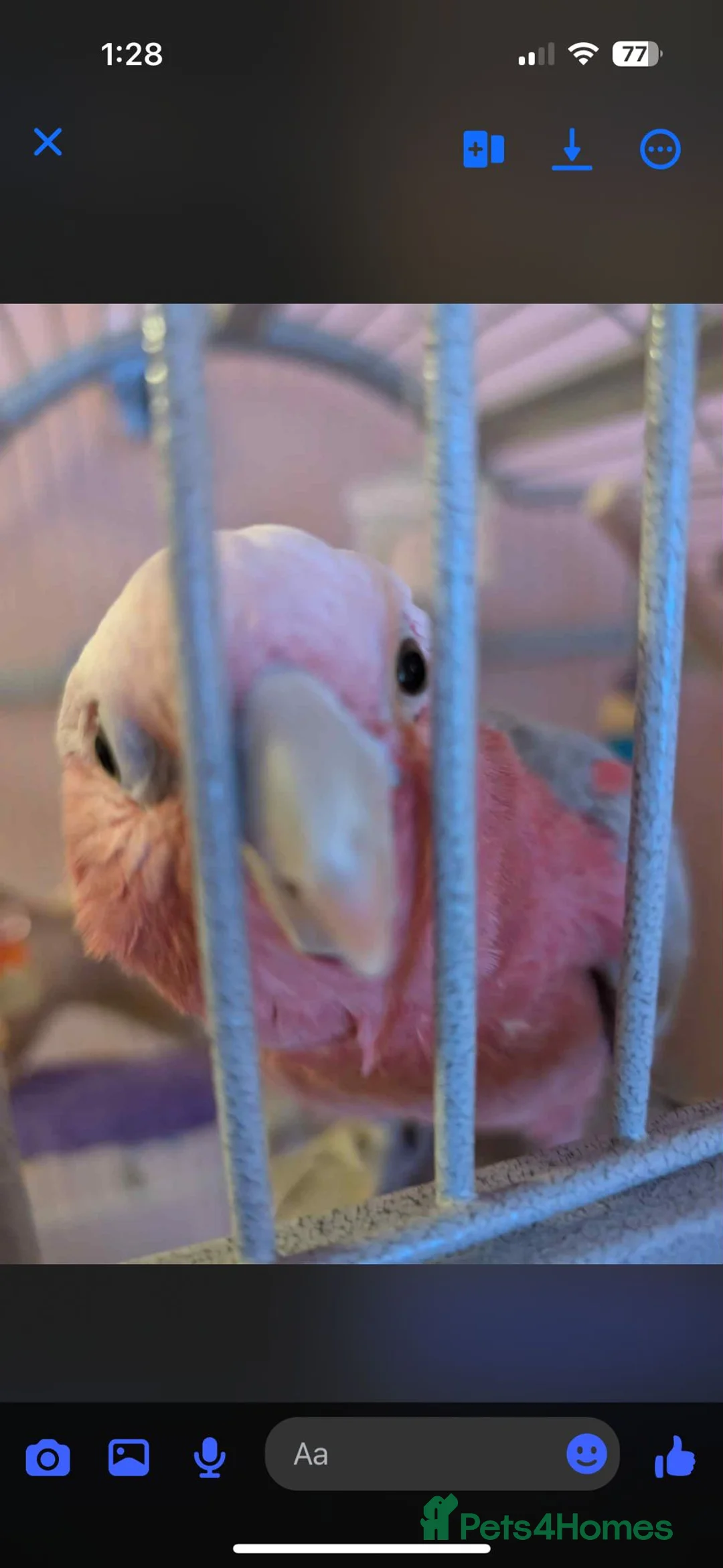 Cockatoo birds for sale: Kenny Friendly Hand Tame Galah - Advert 7