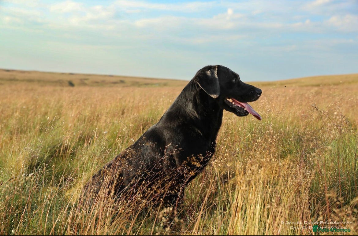 Labrador Retriever dogs Fully health tested, stunning labrador at stud in Ripon - Advert 2
