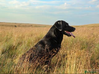 Labrador Retriever dogs Fully health tested, stunning labrador at stud in Ripon - Advert 19