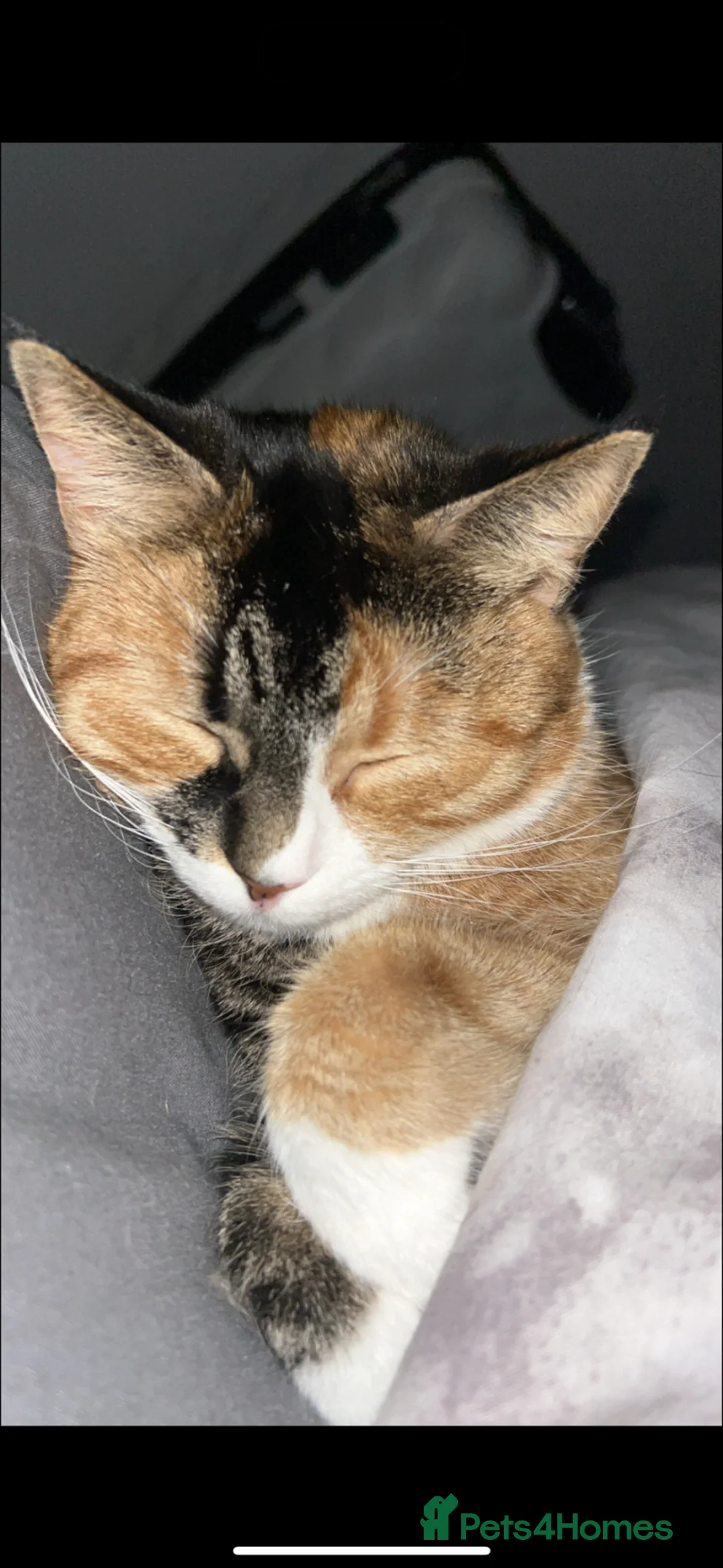 British Longhair cats for sale: Leo & Lexi  ** , available now in Stockton-on-Tees - Advert 2