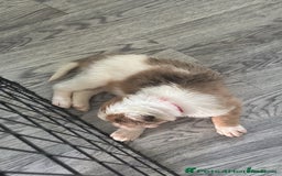 Mixed Breed dogs for sale: Lurcher pup  - Image 9