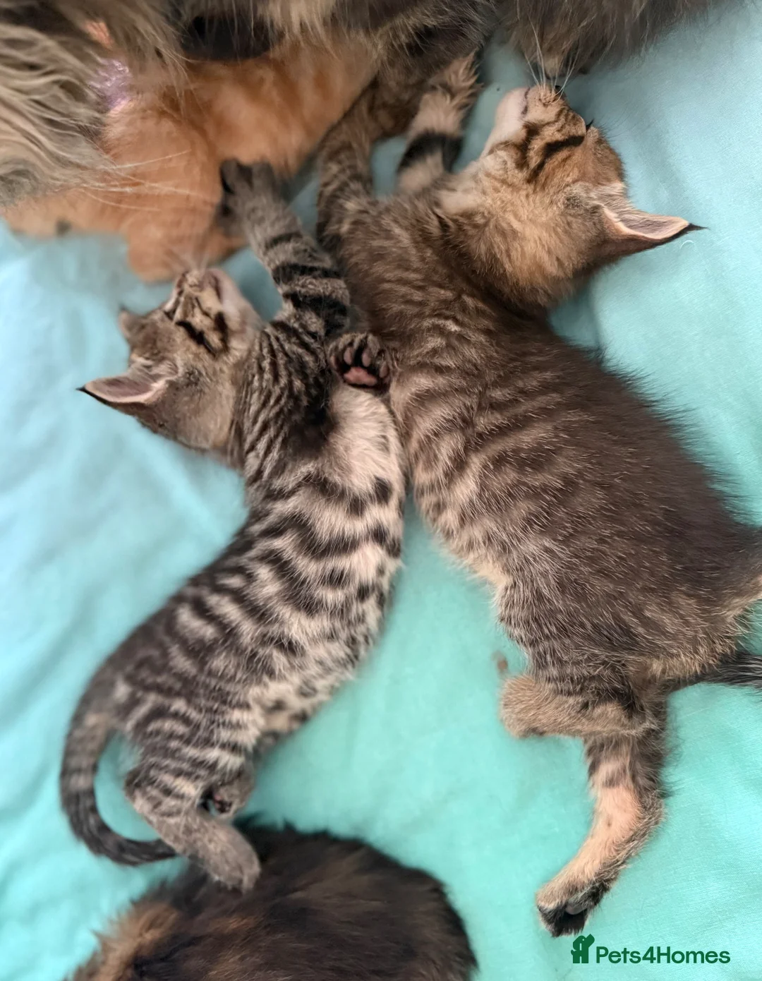Maine Coon cats for sale: Maine Coon Cross Kittens  - Advert 19