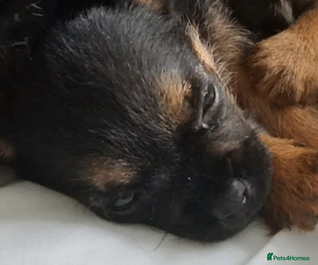 Border Terrier dogs for sale: Border Terrier Puppies For Sale - Advert 2