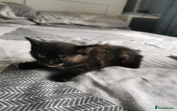 British Shorthair cats for sale: Kittens  - Image 3