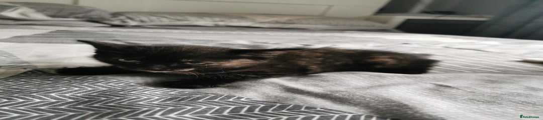 British Shorthair Kitten 2