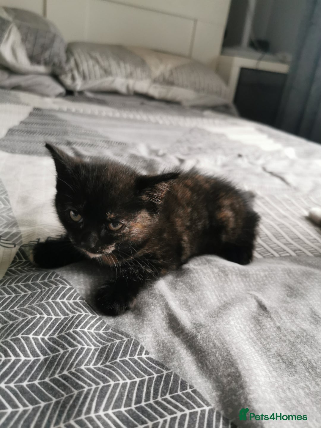 British Shorthair cats for sale: Kittens  - Image 3