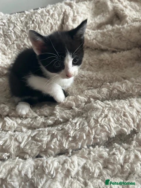 Domestic Shorthair cats 5 beautiful kittens. Last black and white female  - Advert 3
