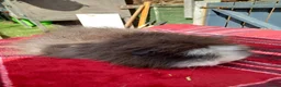 Guinea Pig rodents for sale: Swiss sows - Advert 7