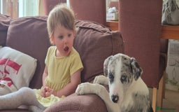 Mixed Breed dogs for sale: Reluctant sale of puppy - Image 7