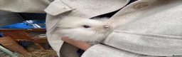 Lionhead rabbits for sale: 3x gorgeous fluffy lionhead bunnies ready to go  - Advert 5
