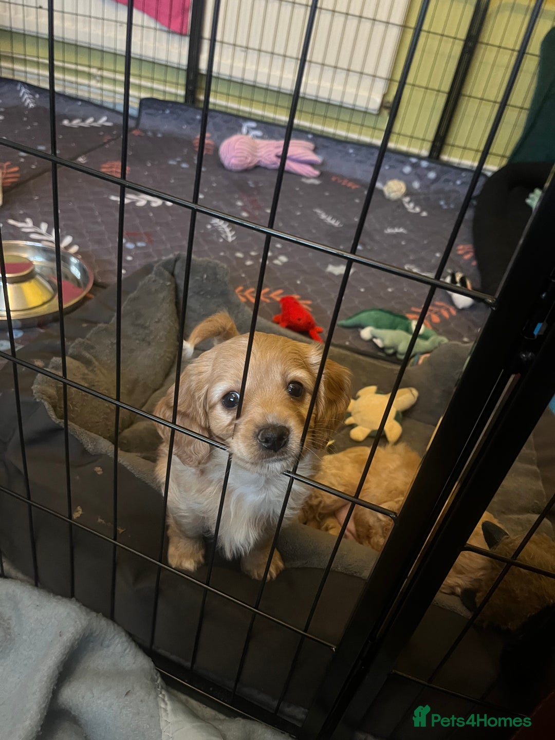 Cavapoo dogs for sale: Beautiful litter of F2 Cavapoo puppies - Advert 13