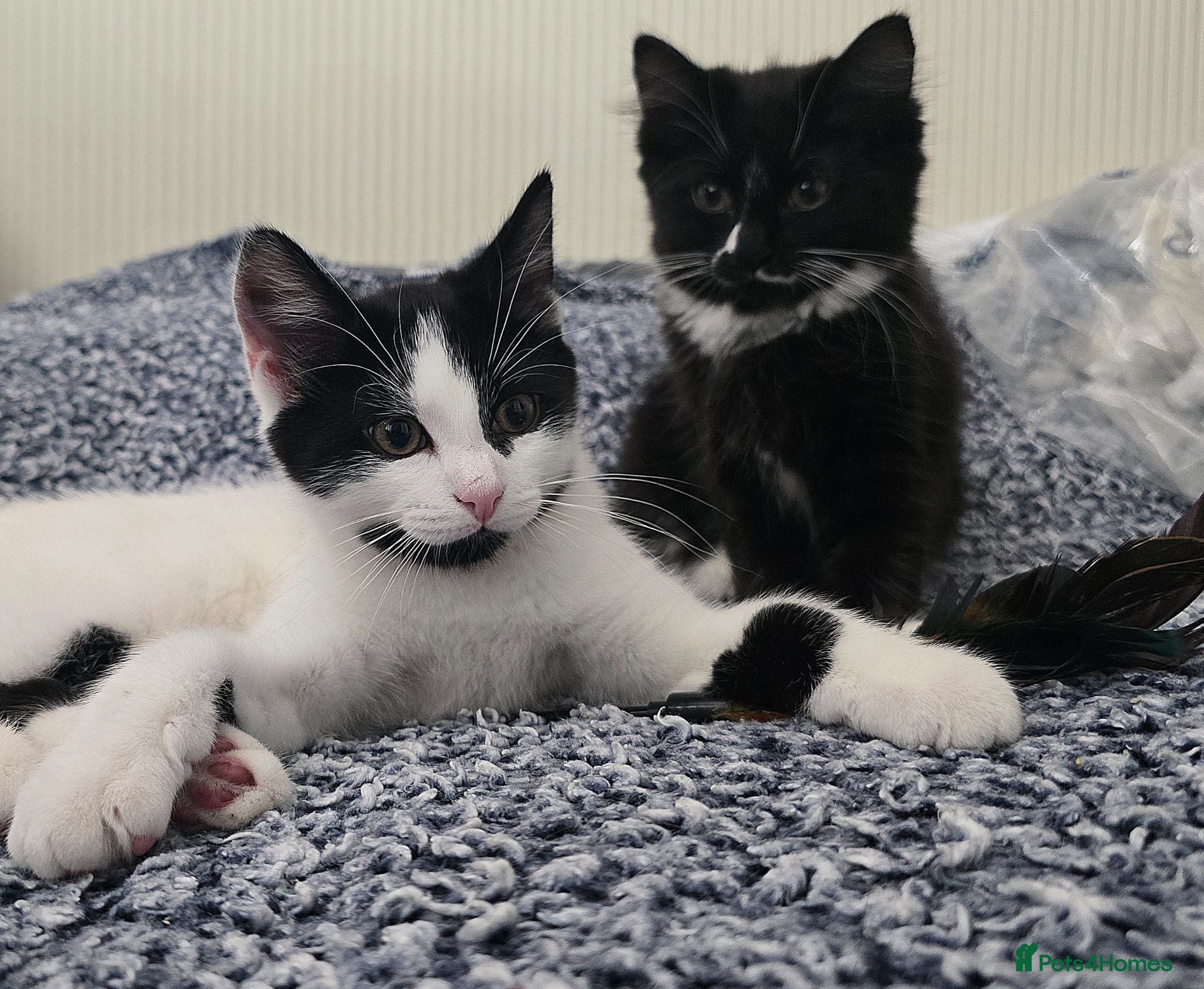 Turkish Angora cats Black pearl girl and charming boy waiting for you. - Advert 3