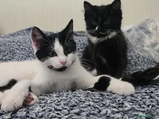 Turkish Angora cats Black pearl girl and charming boy waiting for you. - Advert 4