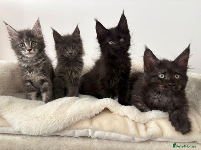 Maine Coon cats 🐈🐈‍⬛ Looking for new homes 💕🐱 - Advert 13