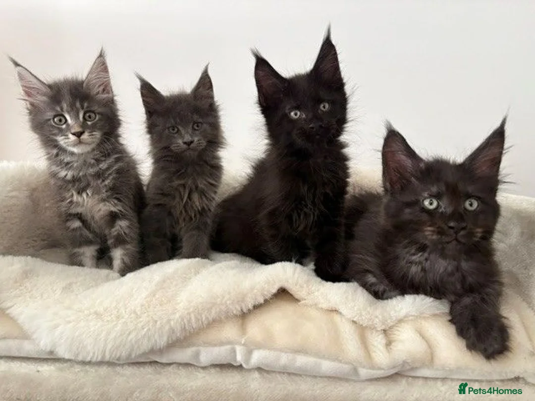 Maine Coon cats for sale: 🐈🐈‍⬛ Russian/European Bloodline Kittens 💕🐱 - Advert 1