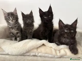 Maine Coon cats 🐈🐈⬛ Looking for new homes 💕🐱 - Advert 13