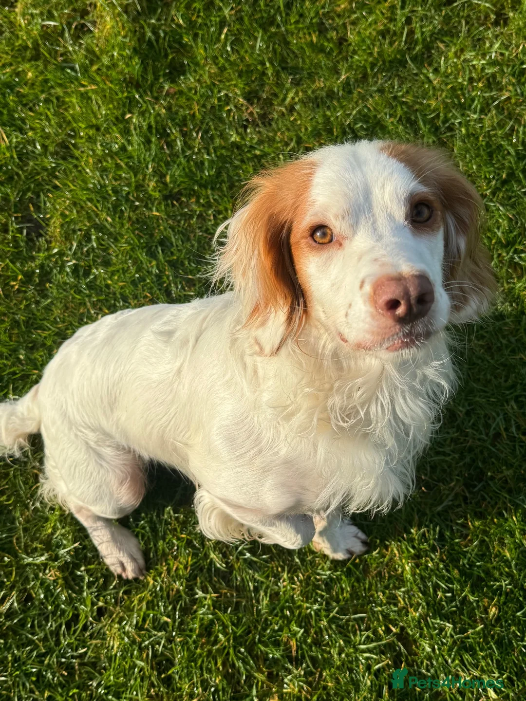 Sprocker dogs for sale: Gorgeous Sprocker Spaniel Puppies - Advert 13
