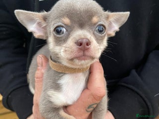 Chihuahua dogs Stunning KC Chihuahua puppies 🇬🇧 bloodlines - Advert 12
