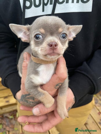 Chihuahua dogs Stunning KC Chihuahua puppies 🇬🇧 bloodlines - Advert 14