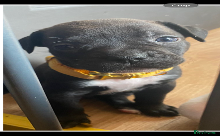 Mixed Breed dogs - Advert 4