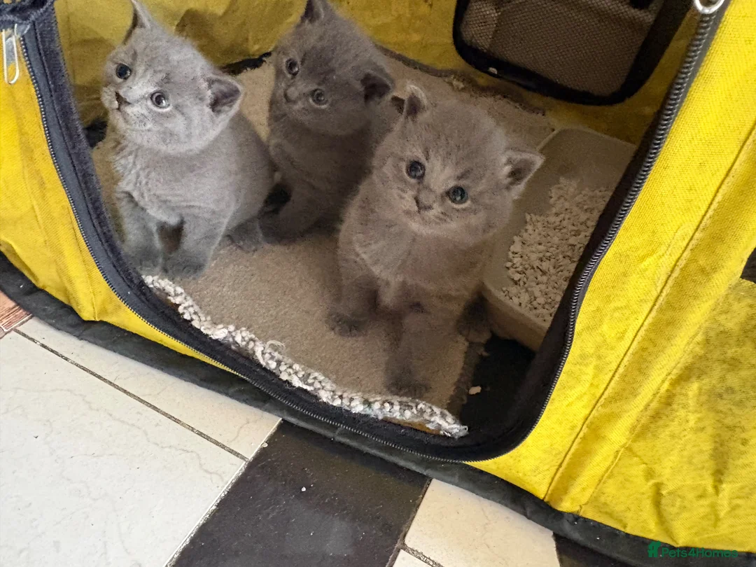 British Shorthair cats for sale: British Shorthair Kittens  - Advert 2