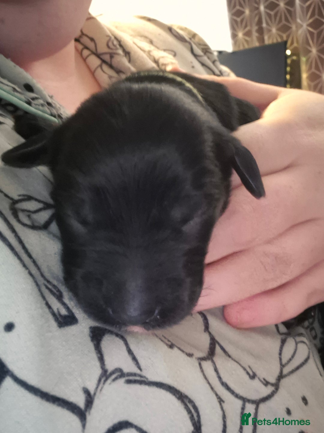 Mixed Breed dogs for sale: 8 Beautiful Puppies Looking for Forever Homes! - Advert 5