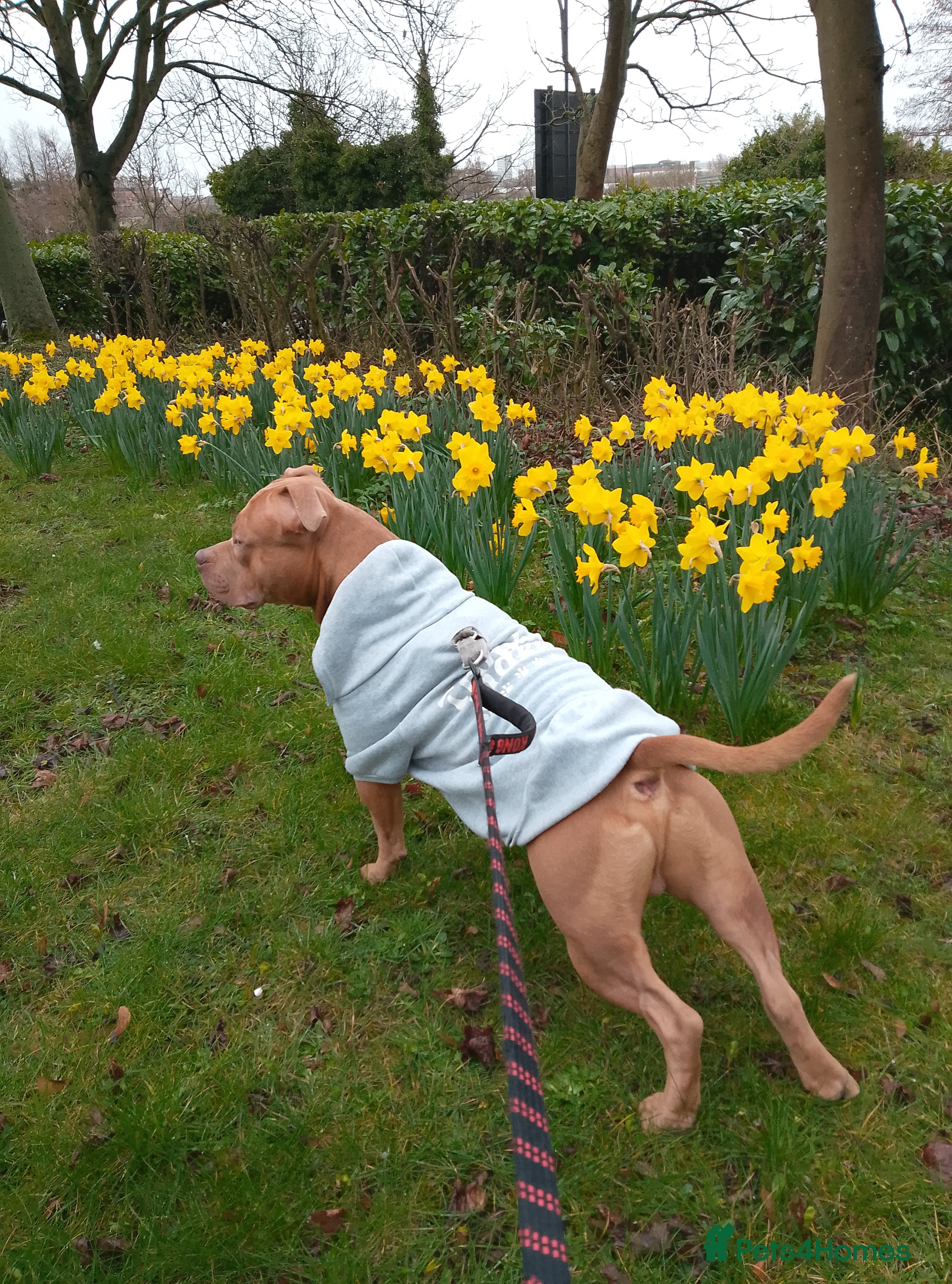 Mixed Breed dogs Bull /staffy - Advert 2