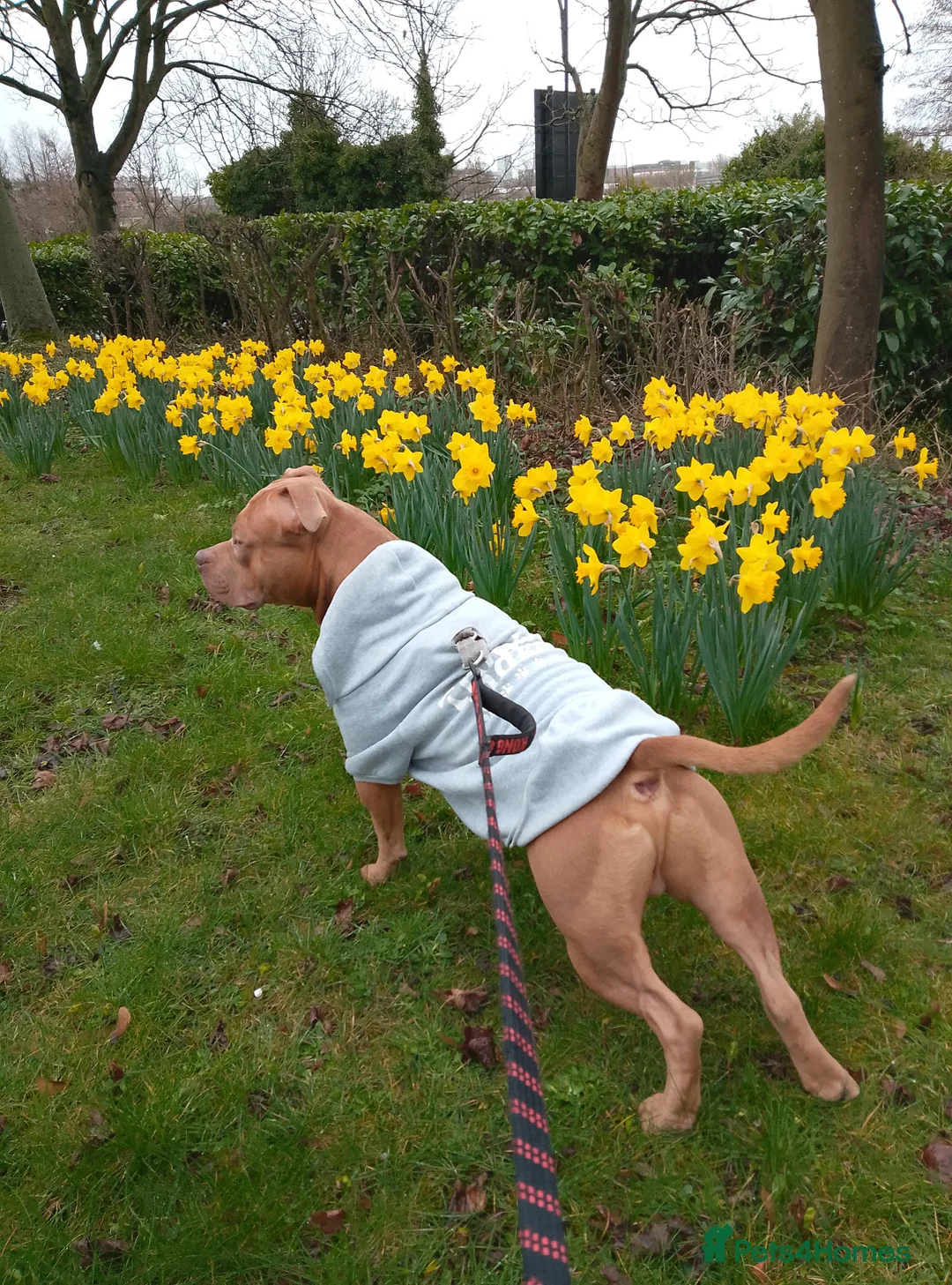 Mixed Breed dogs for sale: Bull /staffy in Sunderland - Advert 1