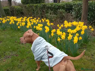 Mixed Breed dogs Bull /staffy - Advert 2