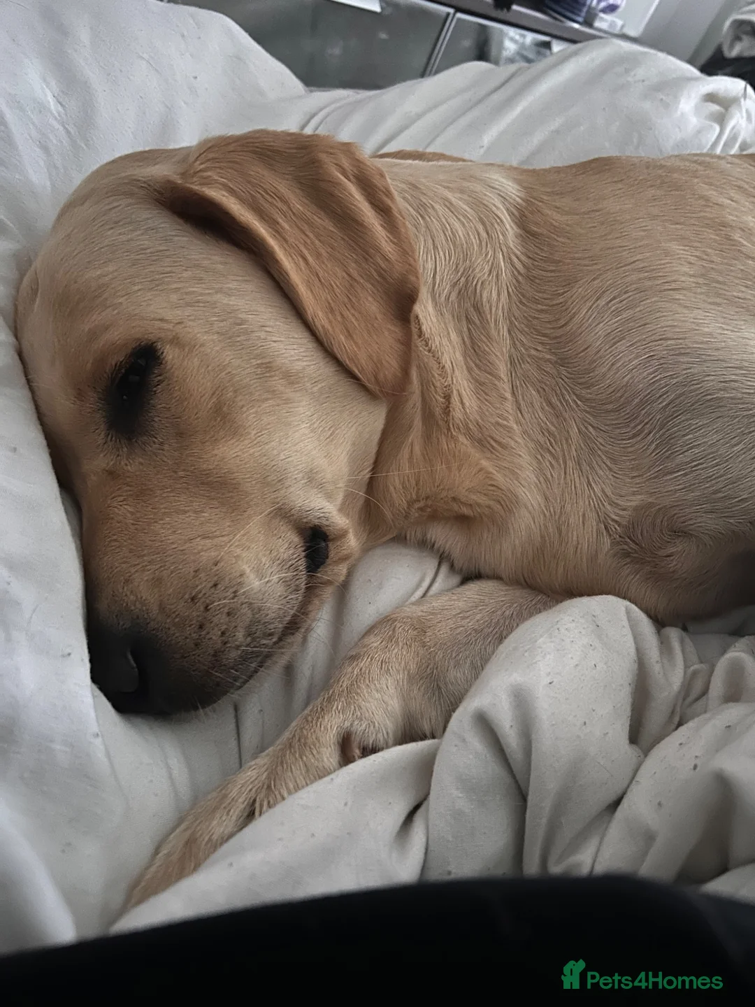 Goldador dogs for sale: Two beautiful golden doors ready for new homes - Advert 2