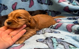 Cocker Spaniel dogs for sale: Show cocker spaniel pups - Image 13